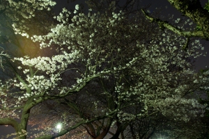 Cherry Blossoms at Night, Kodaira