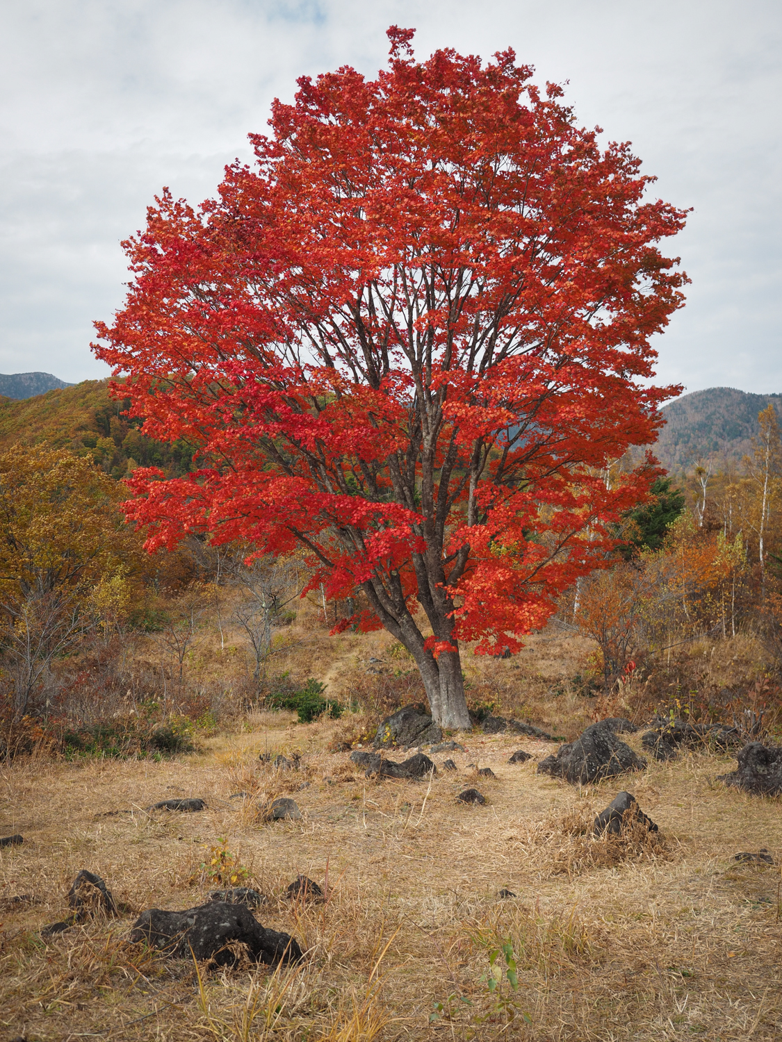 "Koyo," Japanese Maple, Norikuradake   Japan Alps